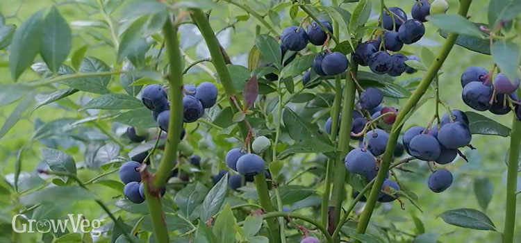 https://gardenplannerwebsites.azureedge.net/blog/blueberries-planting-to-harvest-ripe-2x.jpg