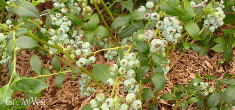 Blueberries with wood chip mulch