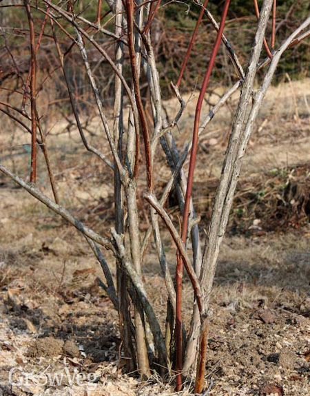 Blueberry bush after pruning