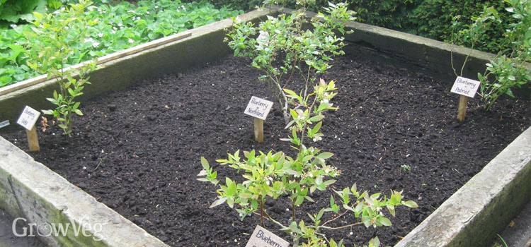 https://gardenplannerwebsites.azureedge.net/blog/blueberry-bed-2x.jpg
