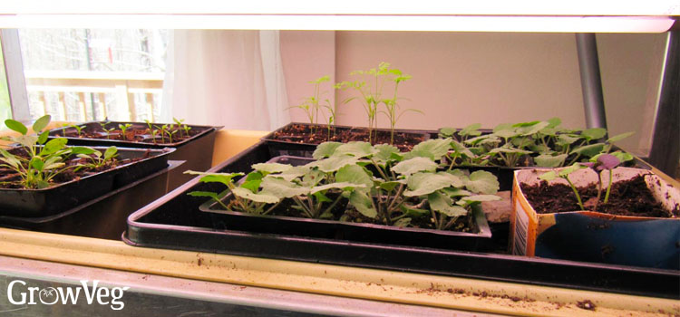 Seedlings under grow lights