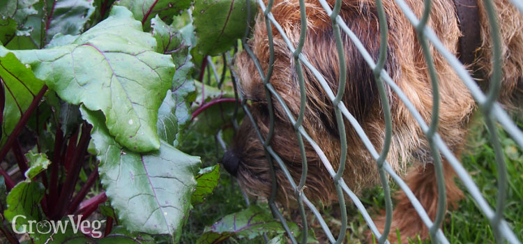 A vegetable garden fence helps to keep dogs out