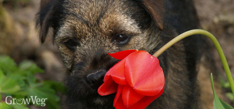 Border terrier puppy chewing a tulip flower