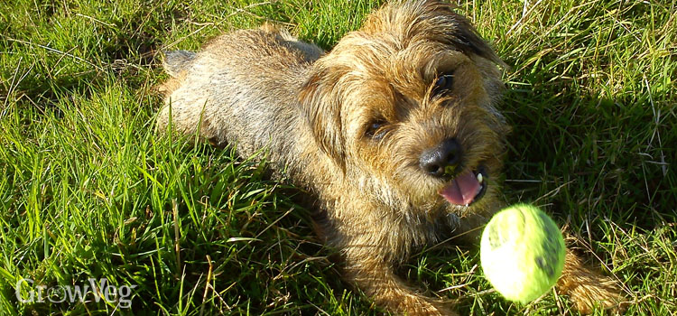 Border terrier playing with a ball in the garden