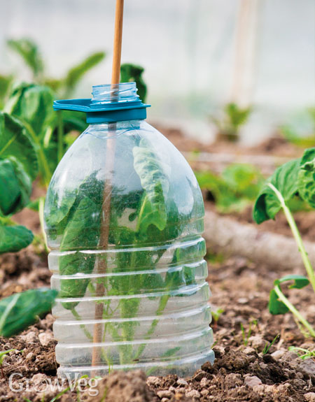 Using plastic bottles to protect plants