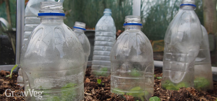 Bottle cloches protecting seedlings in a greenhouse in winter