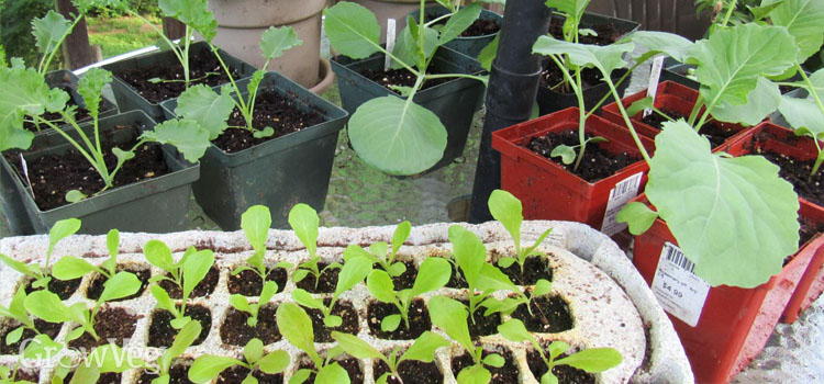 Seedlings for a fall crop