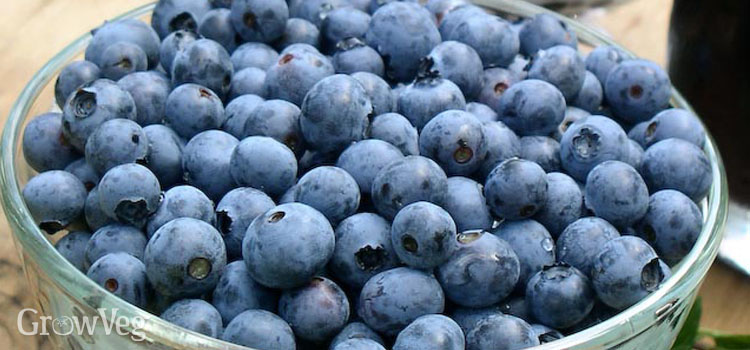 “Blueberries“
