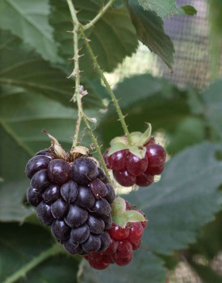 Boysenberry. Photo by Eran Finkle