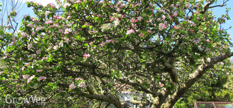 A well-maintained Bramley apple tree covered in blossom