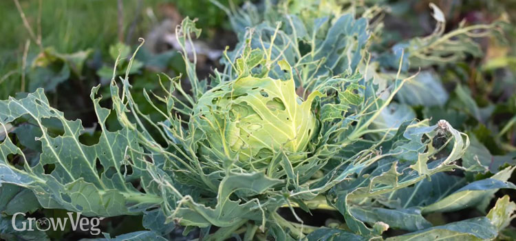 https://gardenplannerwebsites.azureedge.net/blog/brassica-pest-control-cabbage-2x.jpg