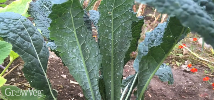 Whitefly on kale