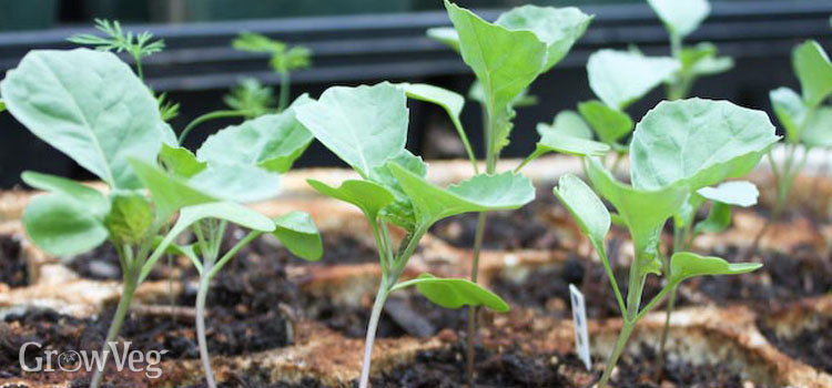 Brassica seedlings ready for transplanting