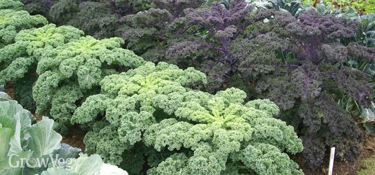 Growing kale as a winter crop