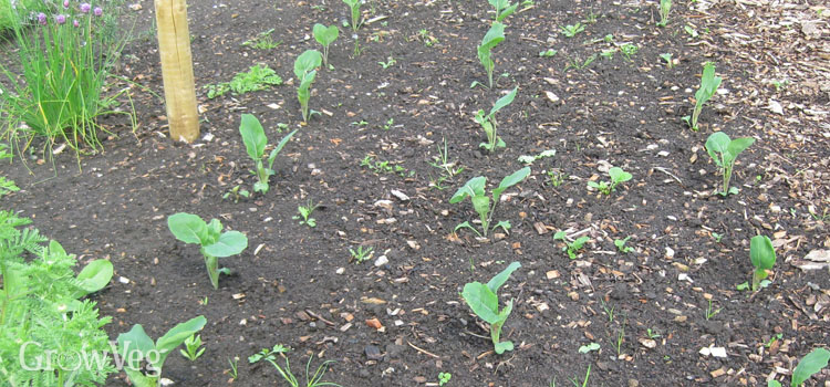 Brassica seedlings planted out