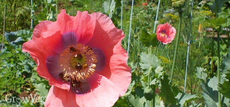 Breadseed poppies