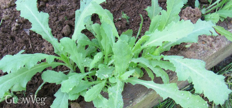 Poppy seedlings