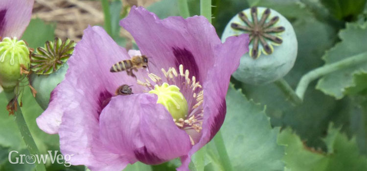 'Hungarian Blue' breadseed poppy