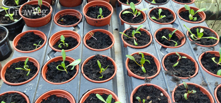 Chard seedlings for transplanting