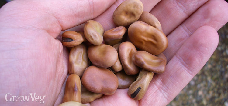 Broad bean seeds