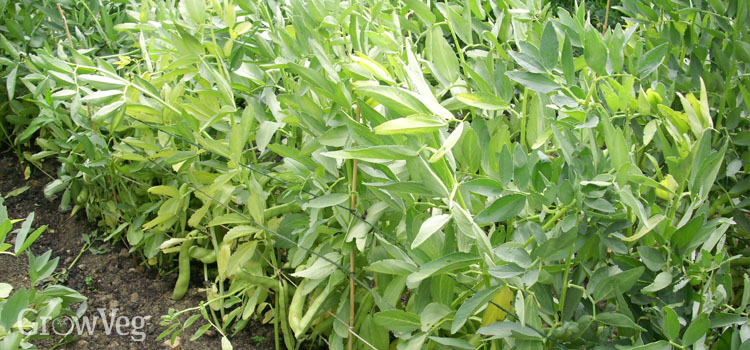 Broad beans supported by string