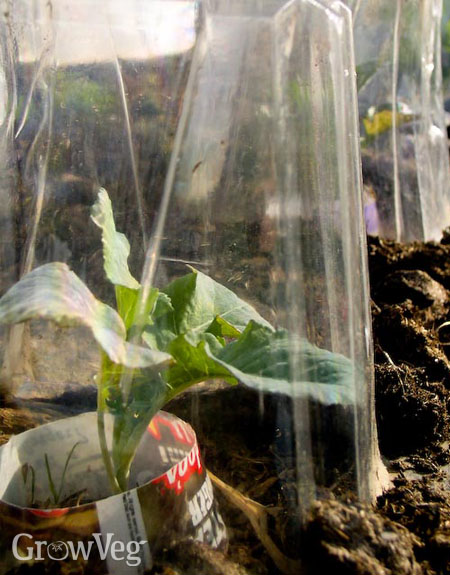 Broccoli in cloches made from plastic bottles