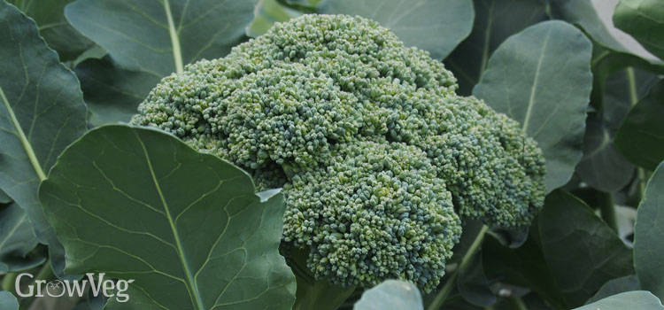 Summer broccoli (calabrese)