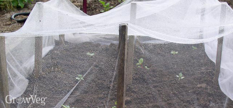 Broccoli protected by netting