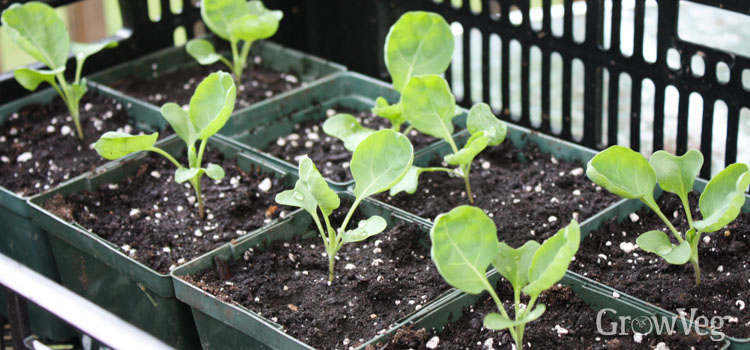 https://gardenplannerwebsites.azureedge.net/blog/brussels-sprouts-seedlings-in-modules-2x.jpg