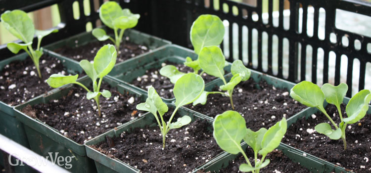 Summer-sown Brussels sprouts seedlings