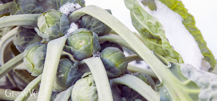 Brussels sprouts in the snow