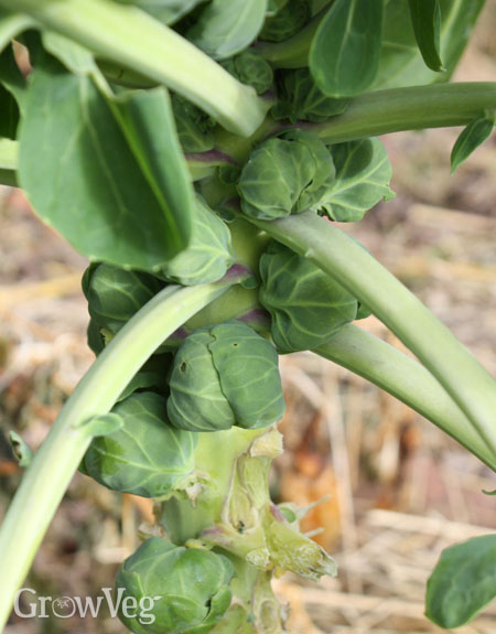 Brussels sprouts