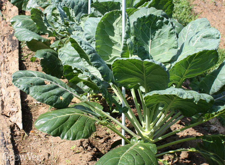 Brussels sprouts supports