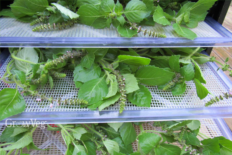 Holy basil in a dehydrator