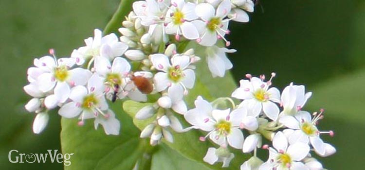 buckwheat-grow-guide