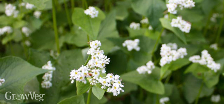 Buckwheat as a restorative cover crop for cleared land