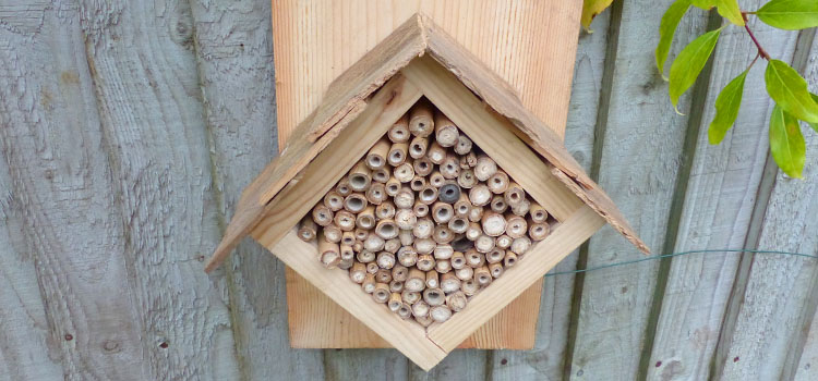 How Deep Should a Bug Hotel Be? 