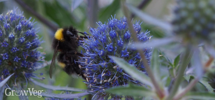 Bees and other pollinators love a garden full of flowers