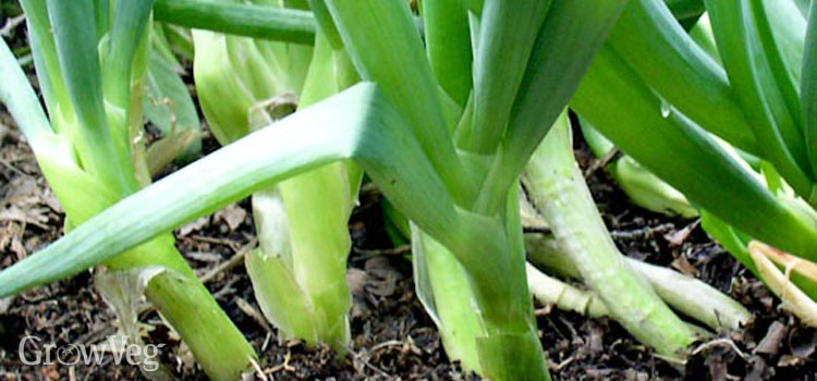 https://gardenplannerwebsites.azureedge.net/blog/bunching-onion-2x.jpg