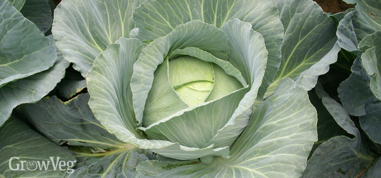 https://gardenplannerwebsites.azureedge.net/blog/cabbage-2-2x.jpg