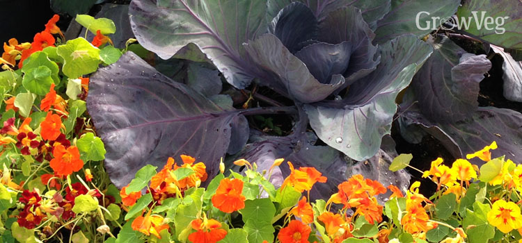 Nasturtiums growing alongside cabbage for companion planting