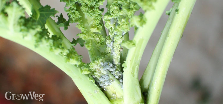 https://gardenplannerwebsites.azureedge.net/blog/cabbage-aphids-on-kale-2-2x.jpg