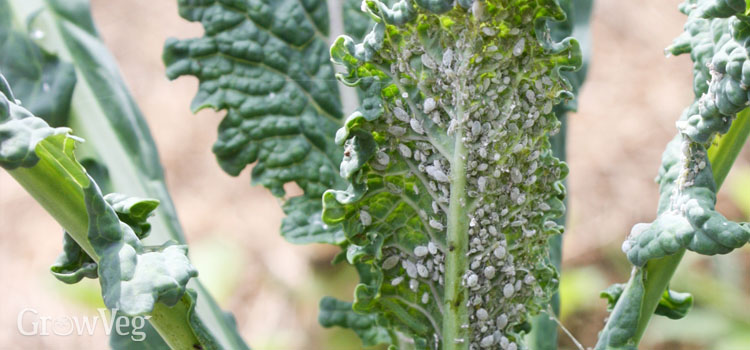 Cabbage aphids on kale