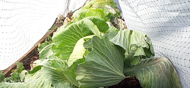 Cabbages in a row cover tunnel