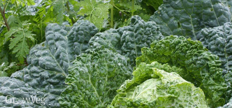 Alcosa’ dwarf savoy cabbage rubs elbows with feverfew, which is avoided by many insects