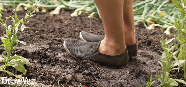 Planting cabbages