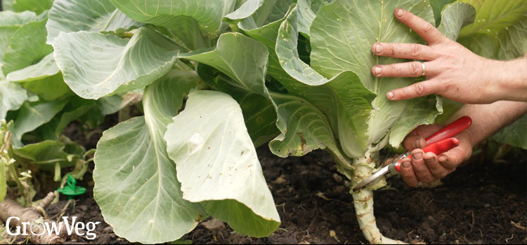 Harvesting cabbage
