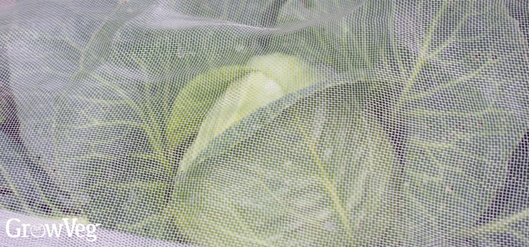 Protecting cabbages from pests