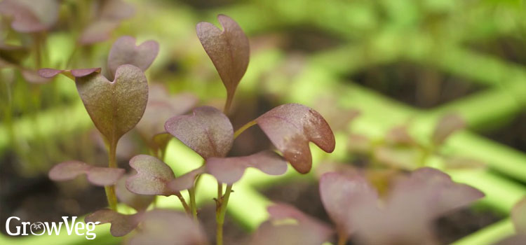 Cabbage seedlings