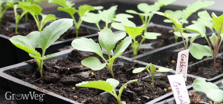 Cabbage seedlings under growlights
